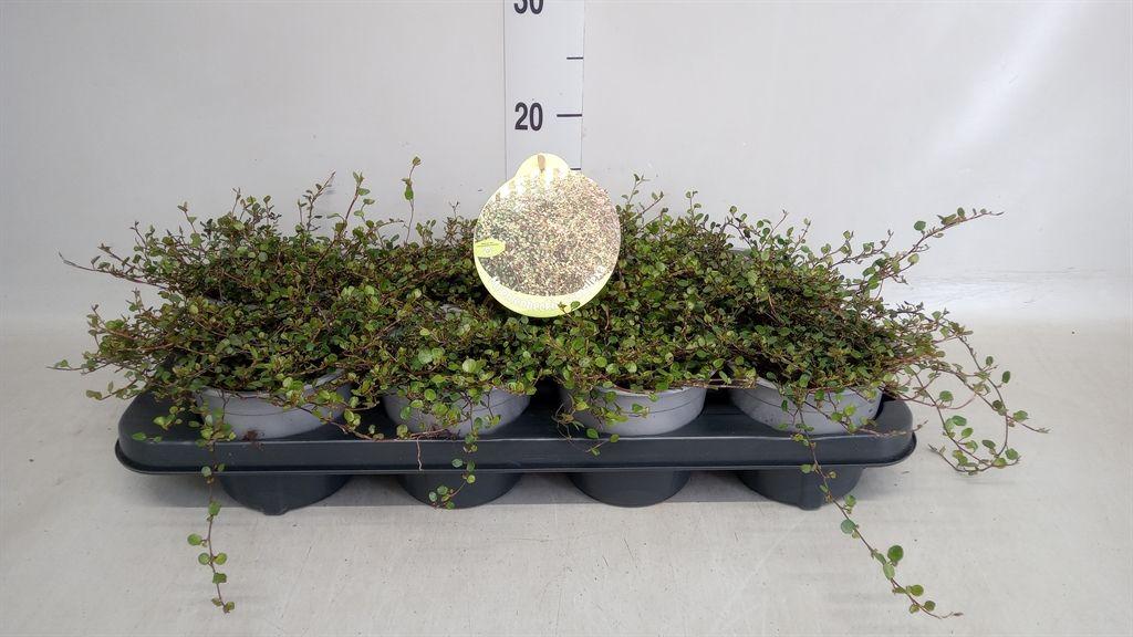 Горшечные цветы и растения оптом Muehlenbeckia Australis от 8шт из Голландии с доставкой по России