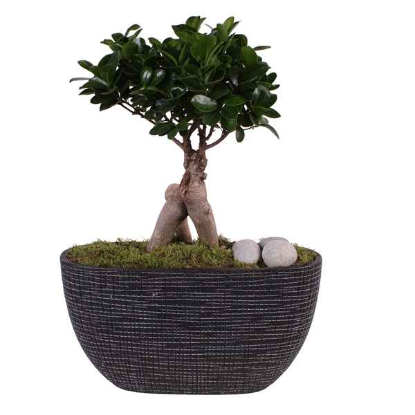 Горшечные цветы и растения оптом Ficus Ginseng In Luxury Ceramic от 2шт из Голландии с доставкой по России