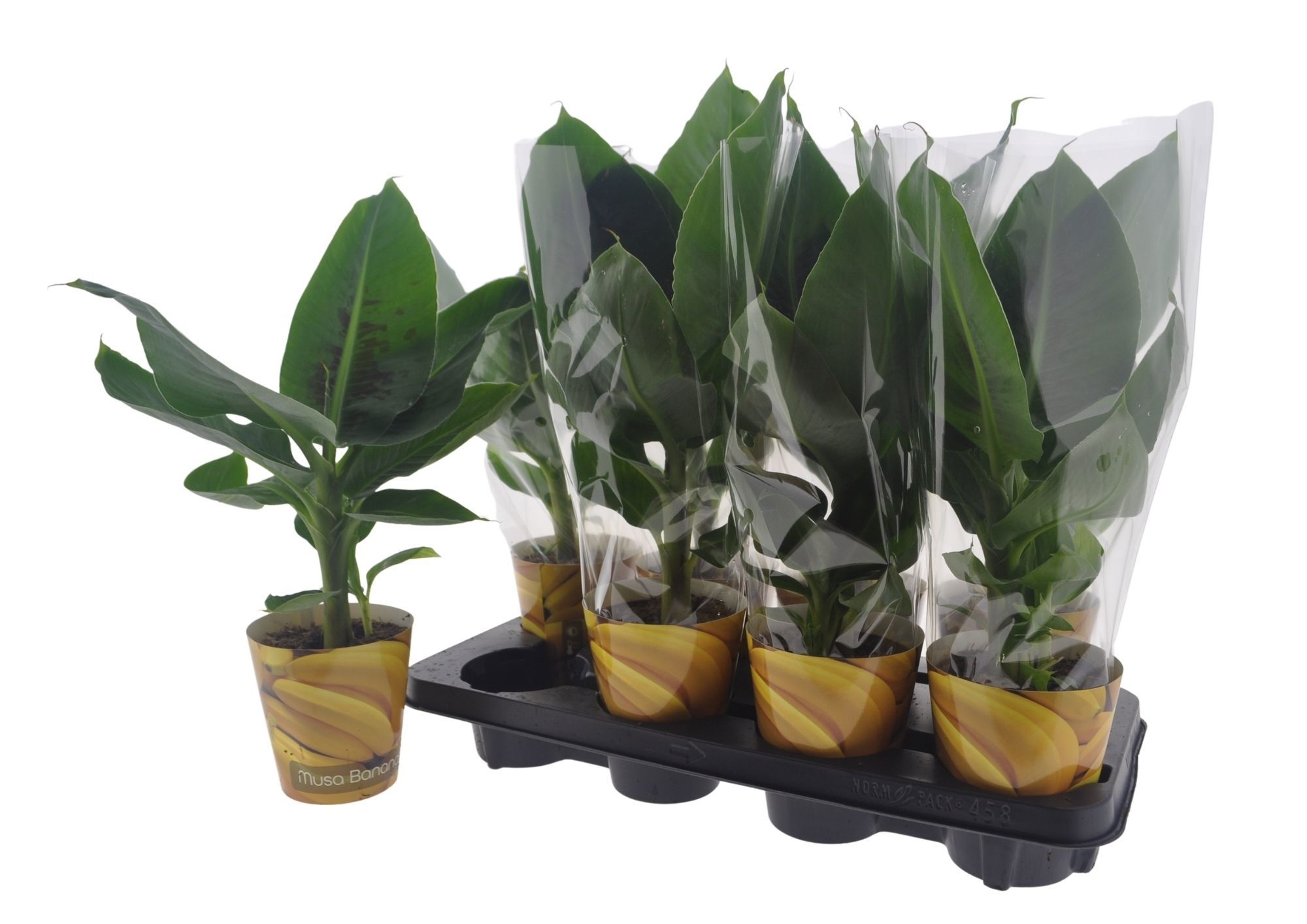Горшечные цветы и растения оптом Musa Tropicana от 8шт из Голландии с доставкой по России