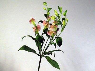 Срезанные цветы оптом Alstroemeria fl charmelia pink от 60шт из Голландии с доставкой по России