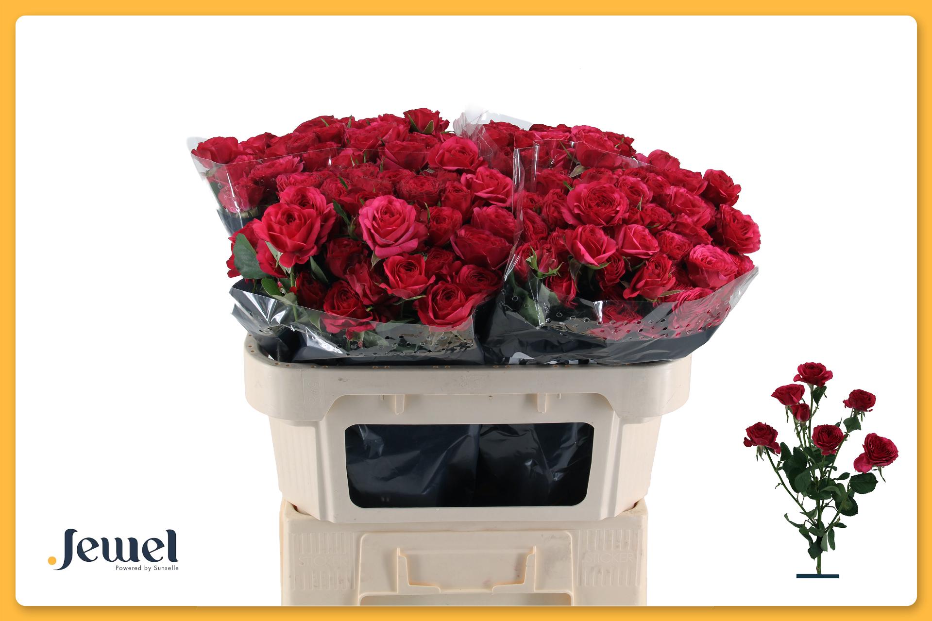 Срезанные цветы оптом Rosa spray carrie от 50шт из Голландии с доставкой по России