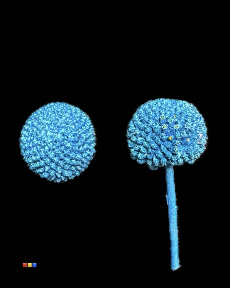 Срезанные цветы оптом Craspedia paint metallic blue от 100шт из Голландии с доставкой по России
