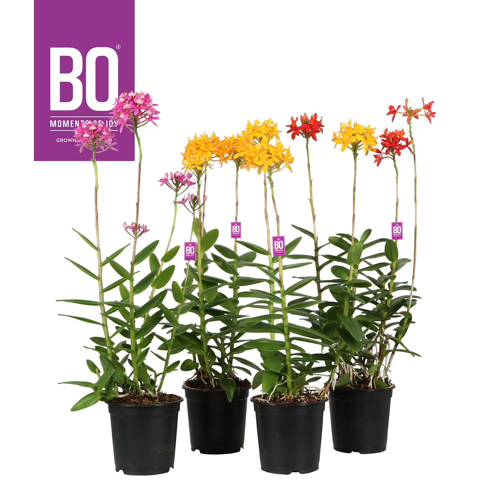 Горшечные цветы и растения оптом Epidendrum Mix 4 Stars от 4шт из Голландии с доставкой по России