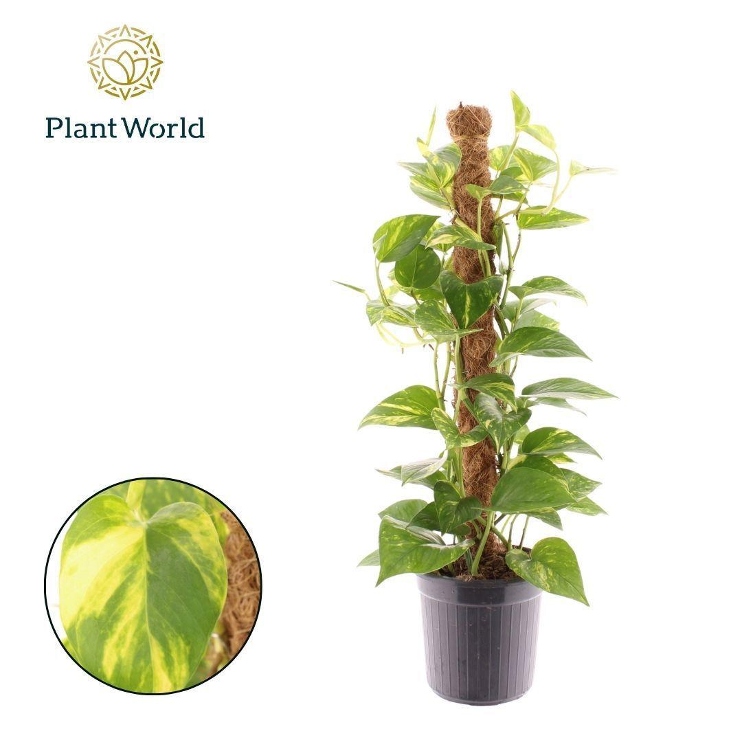 Горшечные цветы и растения оптом Epipremnum Hawaien Mosstok от 6шт из Голландии с доставкой по России