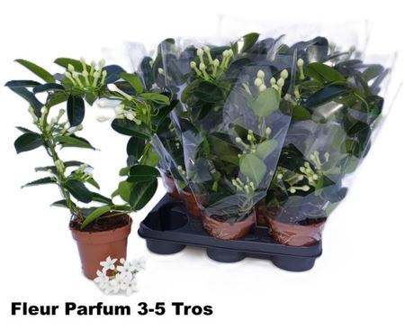 Горшечные цветы и растения оптом ** Steph Fl Ov 3-5++ * Spring Deal * от 8шт из Голландии с доставкой по России