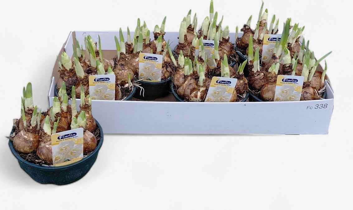 Горшечные цветы и растения оптом Narc D Bridal Crown от 7шт из Голландии с доставкой по России