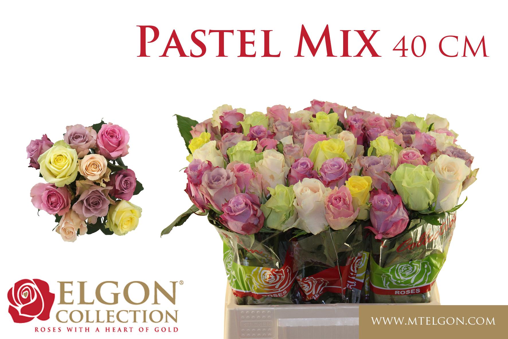 Срезанные цветы оптом Rosa large mix garden VIP roses от 540шт из Голландии с доставкой по России