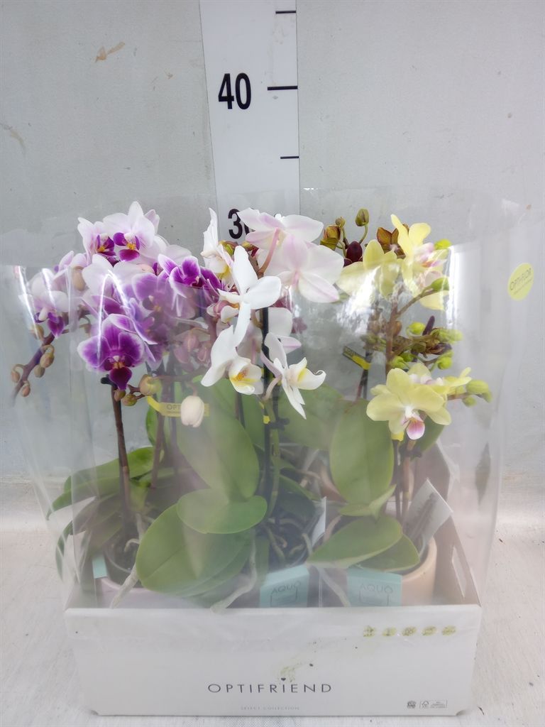 Горшечные цветы и растения оптом Phalaenopsis Multi.   ...mix  5 от 6шт из Голландии с доставкой по России