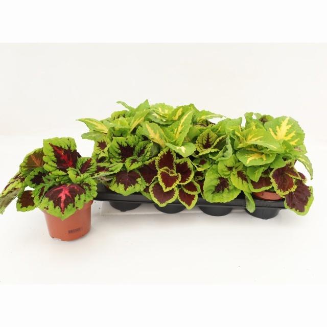 Горшечные цветы и растения оптом Coleus Kong Mix от 8шт из Голландии с доставкой по России