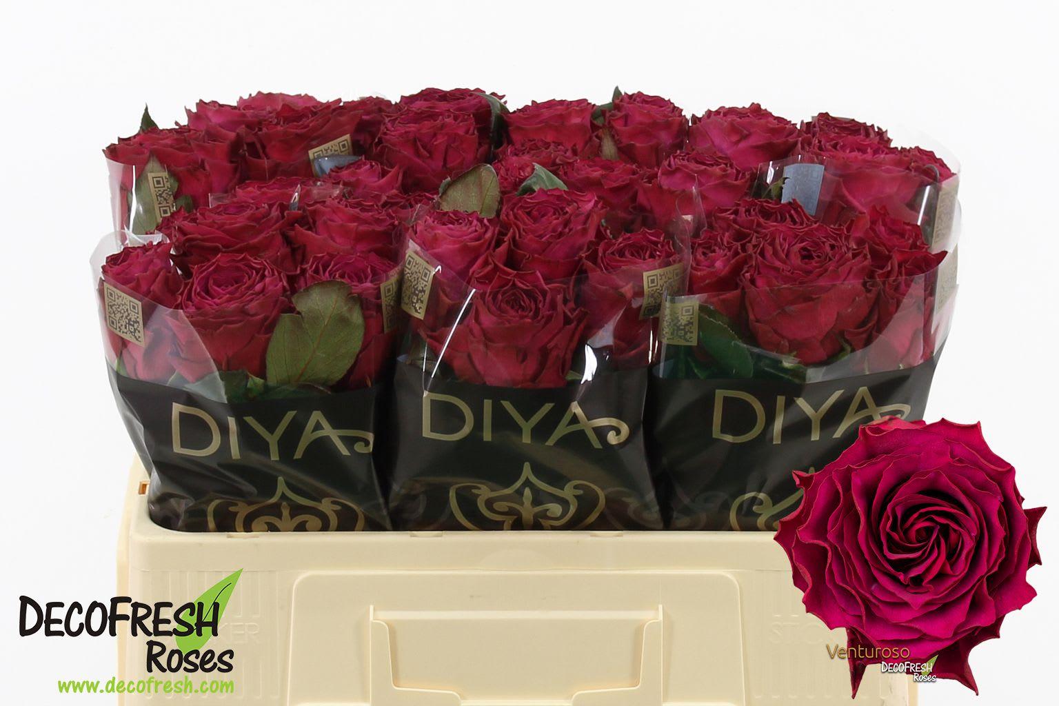 Срезанные цветы оптом Rosa large venturoso от 30шт из Голландии с доставкой по России