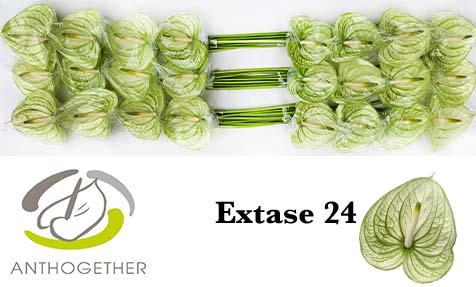 Срезанные цветы оптом Anthurium extase от 24шт. из Голландии с доставкой по России