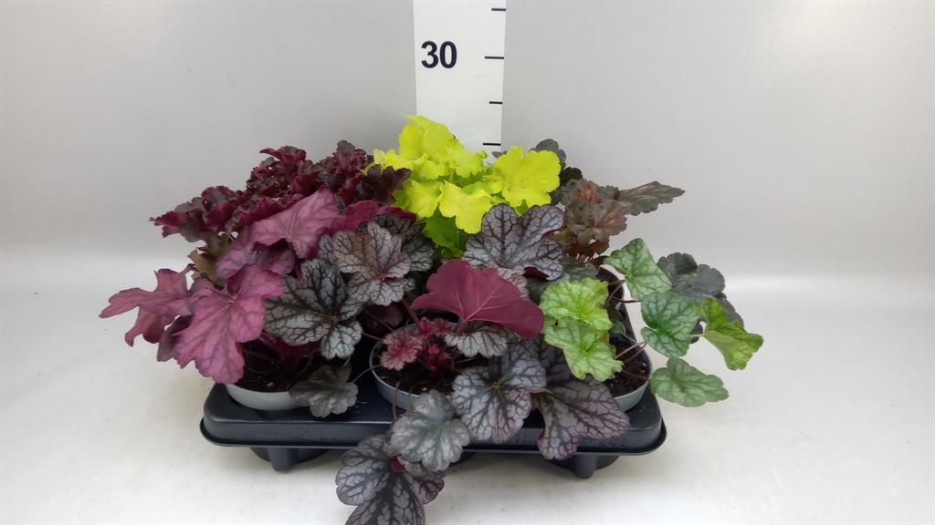 Горшечные цветы и растения оптом Heuchera indian Summer ...mix от 6шт из Голландии с доставкой по России