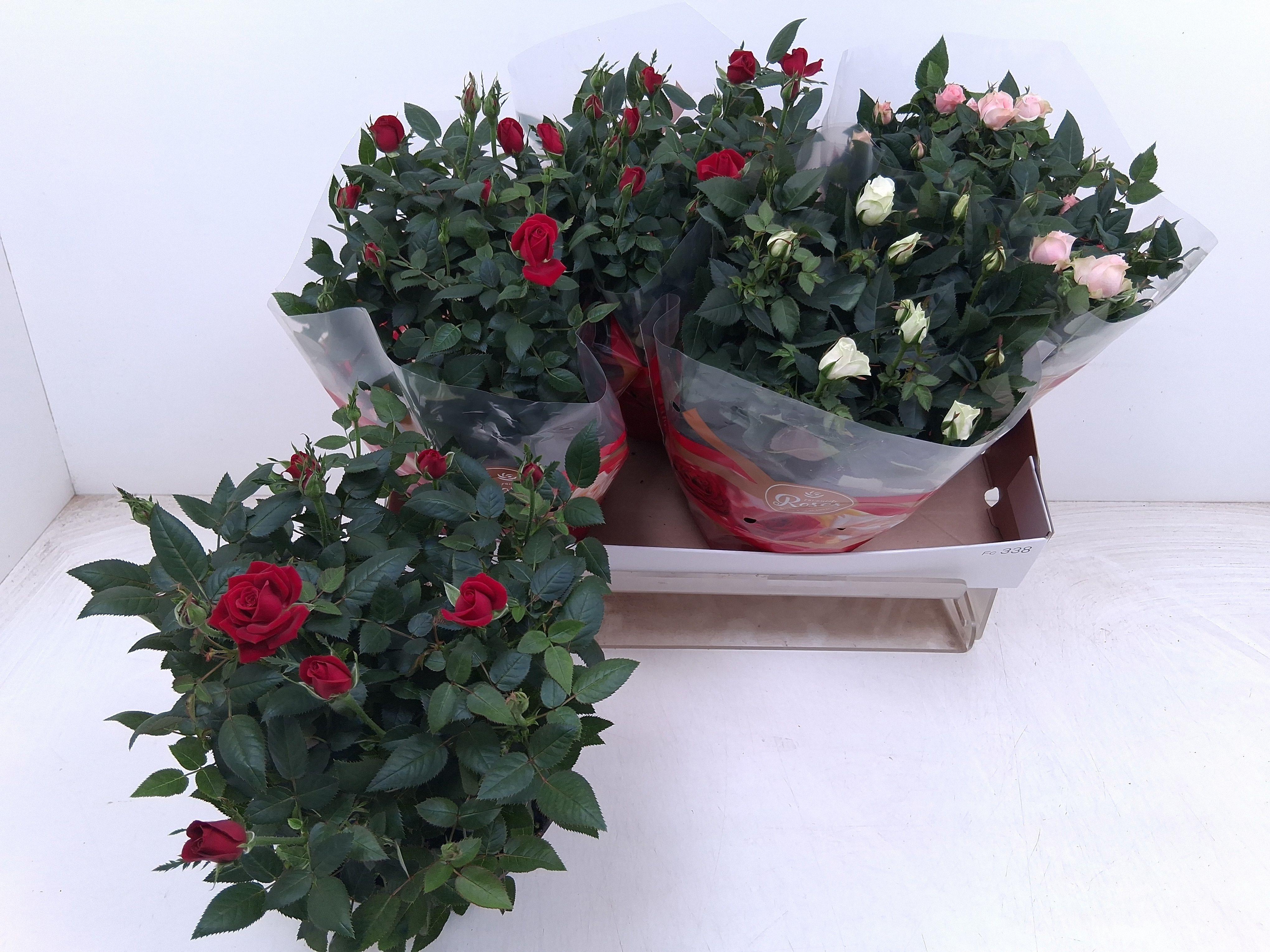 Горшечные цветы и растения оптом Ro Fav Ro Gem 3 Srt от 4шт из Голландии с доставкой по России