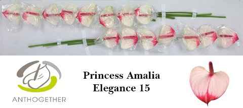 Срезанные цветы оптом Anthurium love pr amalia elegance от 15шт из Голландии с доставкой по России