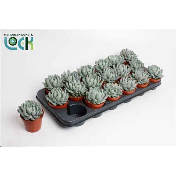 Горшечные цветы и растения оптом Echeveria Scheidekerii от 12шт из Голландии с доставкой по России