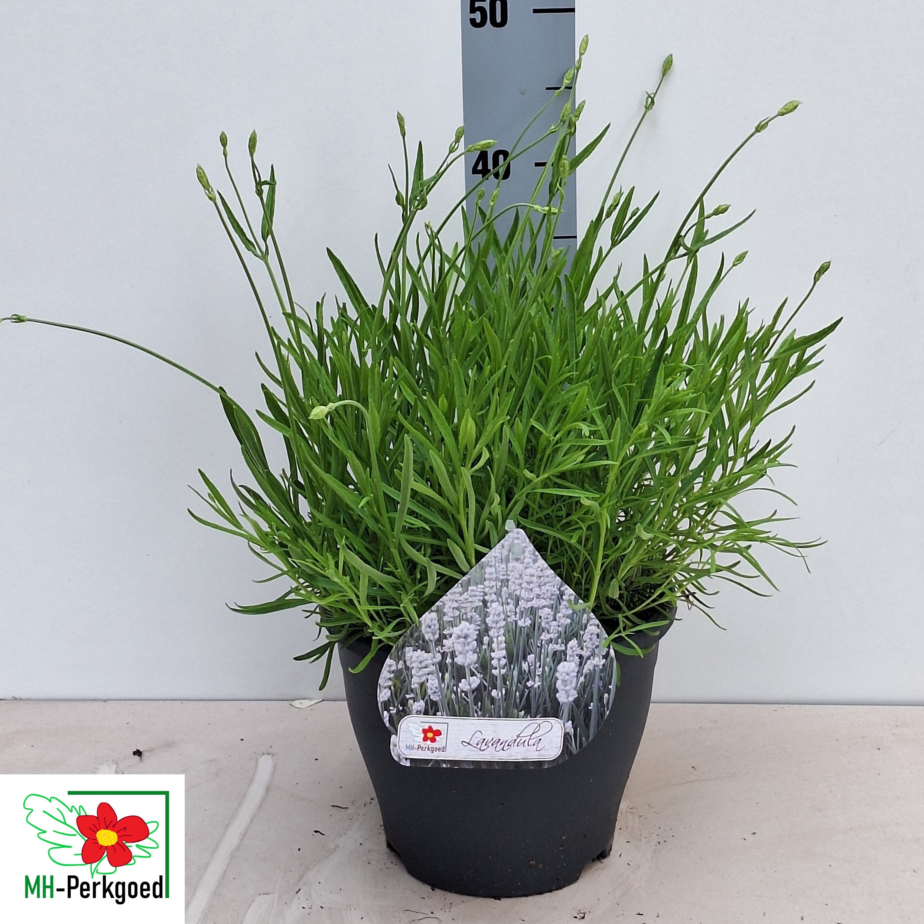 Горшечные цветы и растения оптом Lavan An Aroma White от 1шт из Голландии с доставкой по России