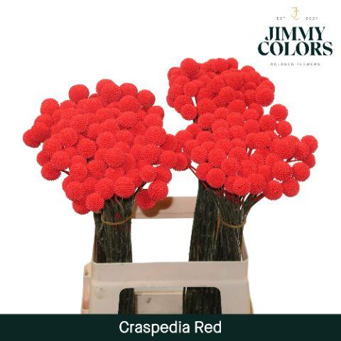 Срезанные цветы оптом Craspedia paint red от 50шт из Голландии с доставкой по России