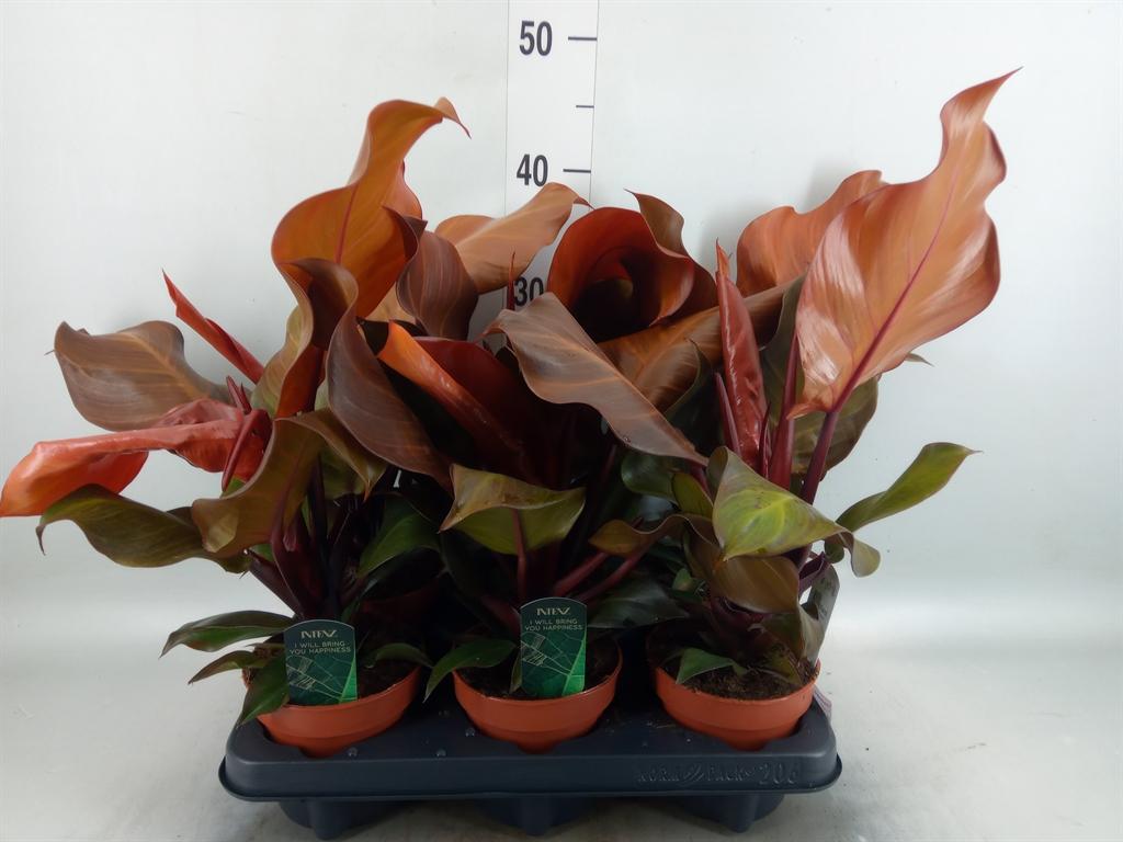 Горшечные цветы и растения оптом Philodendron Black Cardinal от 6шт из Голландии с доставкой по России
