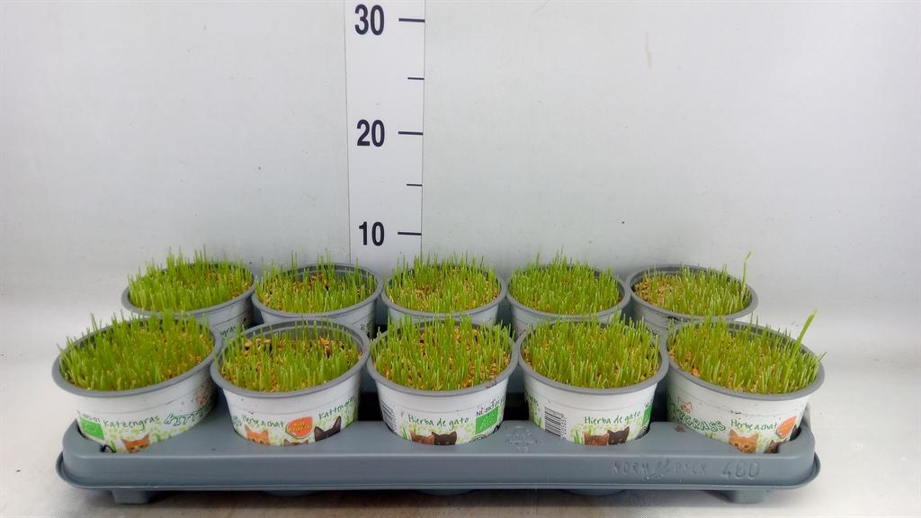 Горшечные цветы и растения оптом Hordeum Sp.   ...kattegras Zaai от 10шт из Голландии с доставкой по России
