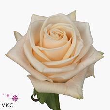 Срезанные цветы оптом Rosa large wedding rose от 60шт из Голландии с доставкой по России