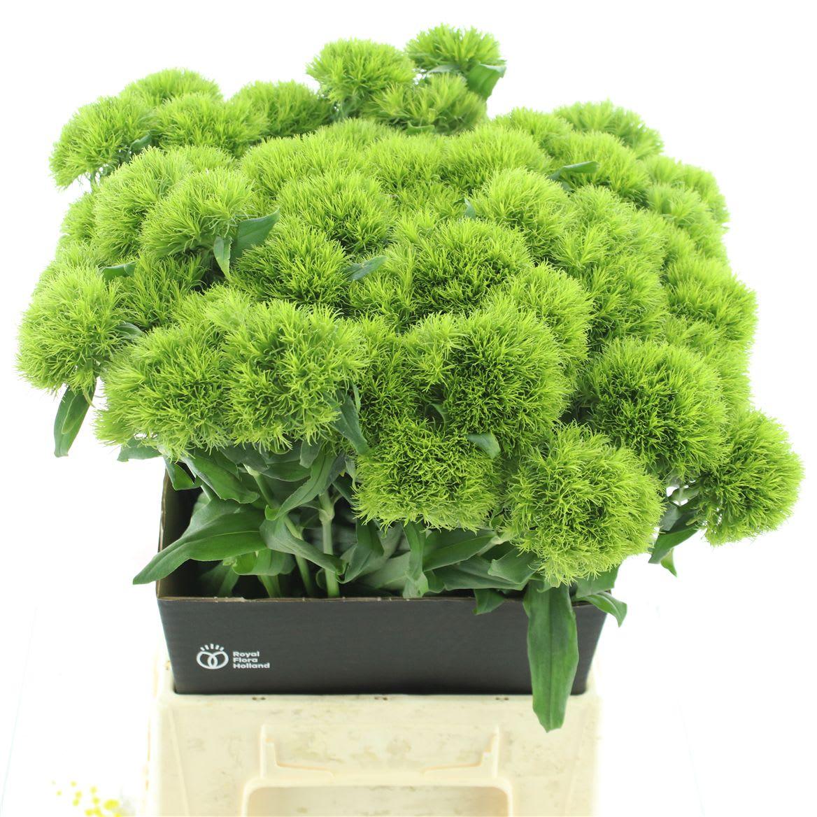 Срезанные цветы оптом Dianthus br kiwi mellow от 40шт из Голландии с доставкой по России