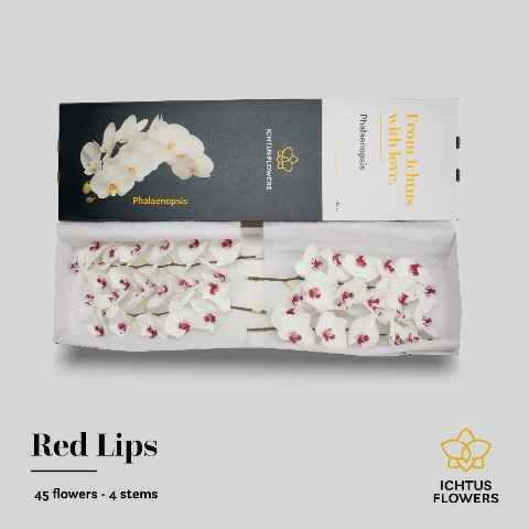 Срезанные цветы оптом Phalaenopsis red lips (per flower) от 45шт из Голландии с доставкой по России