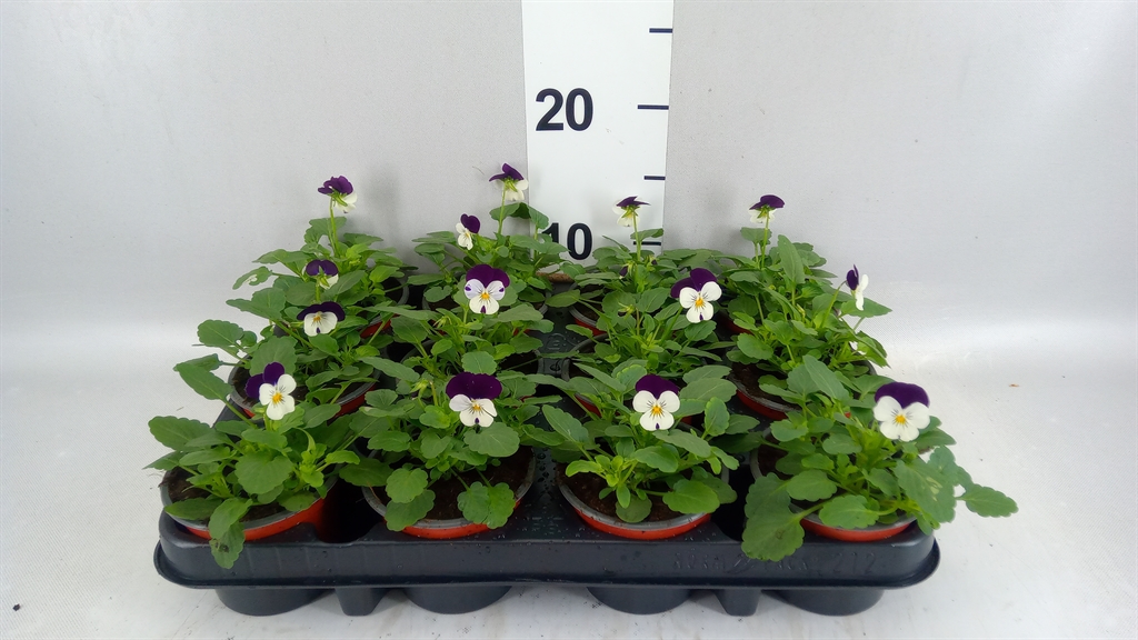 Горшечные цветы и растения оптом Viola Corn. evo Mini White Purple от 12шт (для телеги) из Голландии с доставкой по России