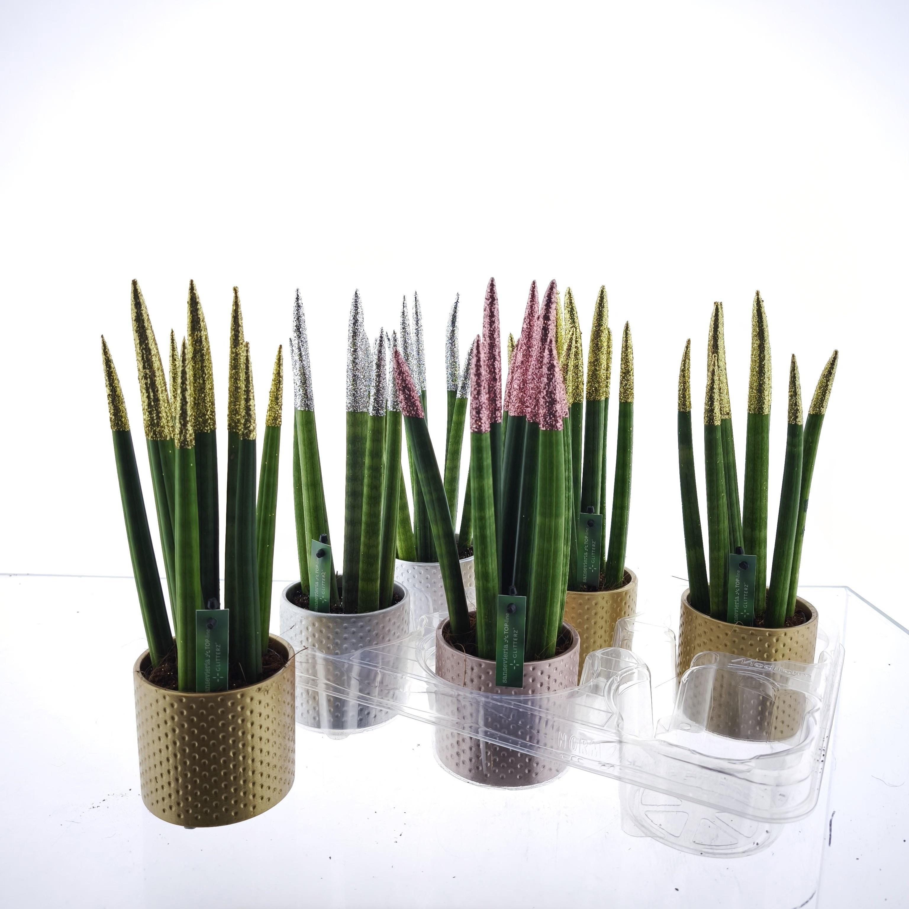 Горшечные цветы и растения оптом Sansevieria Velvet Black от 6шт (для телеги) из Голландии с доставкой по России