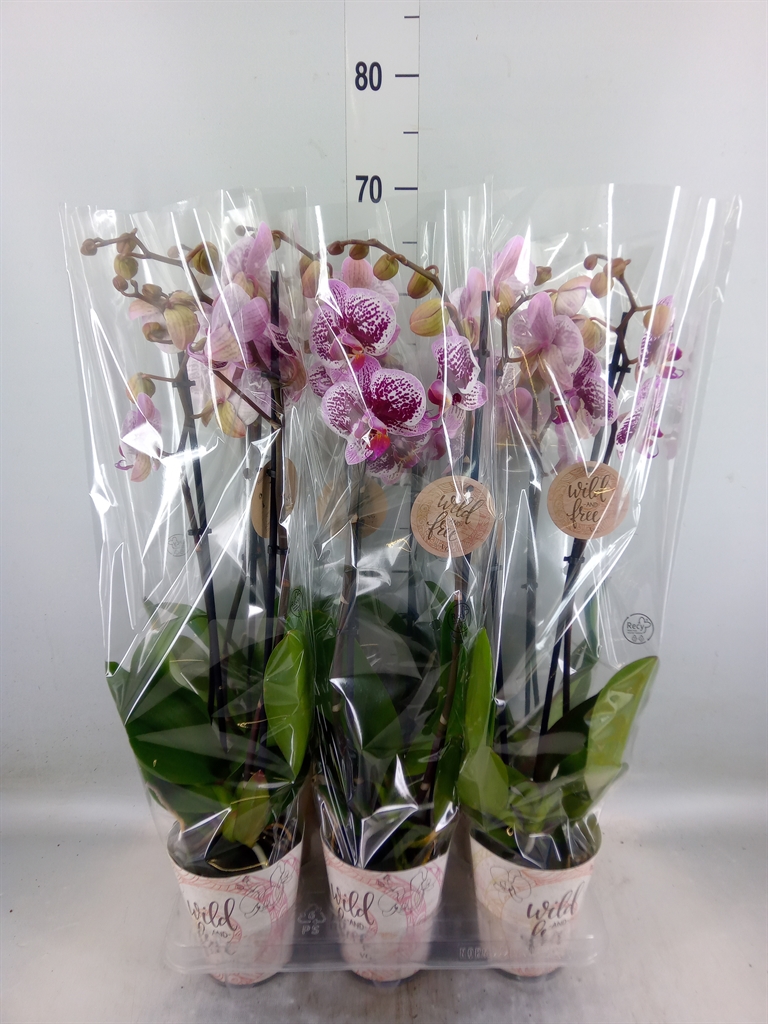 Горшечные цветы и растения оптом Phalaenopsis   ... от 6шт из Голландии с доставкой по России