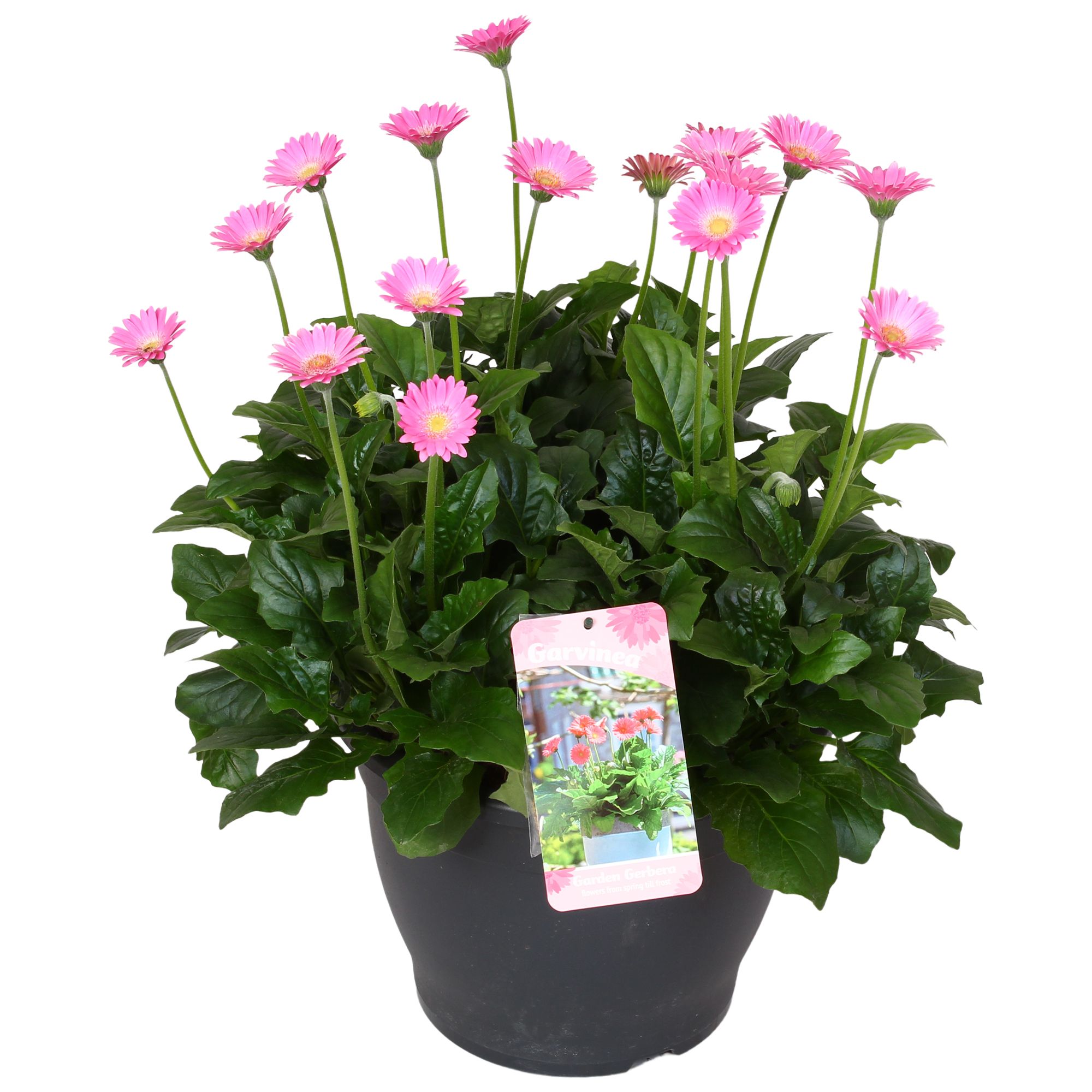 Горшечные цветы и растения оптом Gerbera Garvinea 32cm 7bl Rose от 1шт (для телеги) из Голландии с доставкой по России