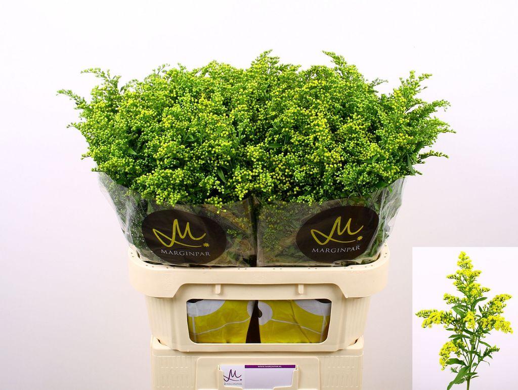 Срезанные цветы оптом Solidago carzan glory от 75шт из Голландии с доставкой по России