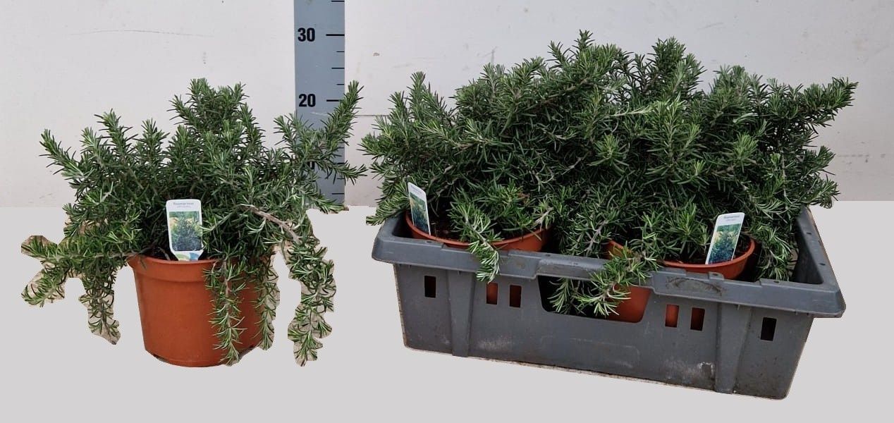 Горшечные цветы и растения оптом Rosmarin Of Prostrat от 4шт из Голландии с доставкой по России