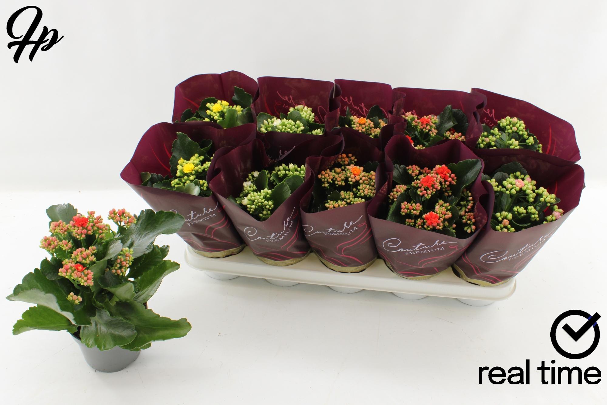 Горшечные цветы и растения оптом Kal Ge Gem от 10шт из Голландии с доставкой по России