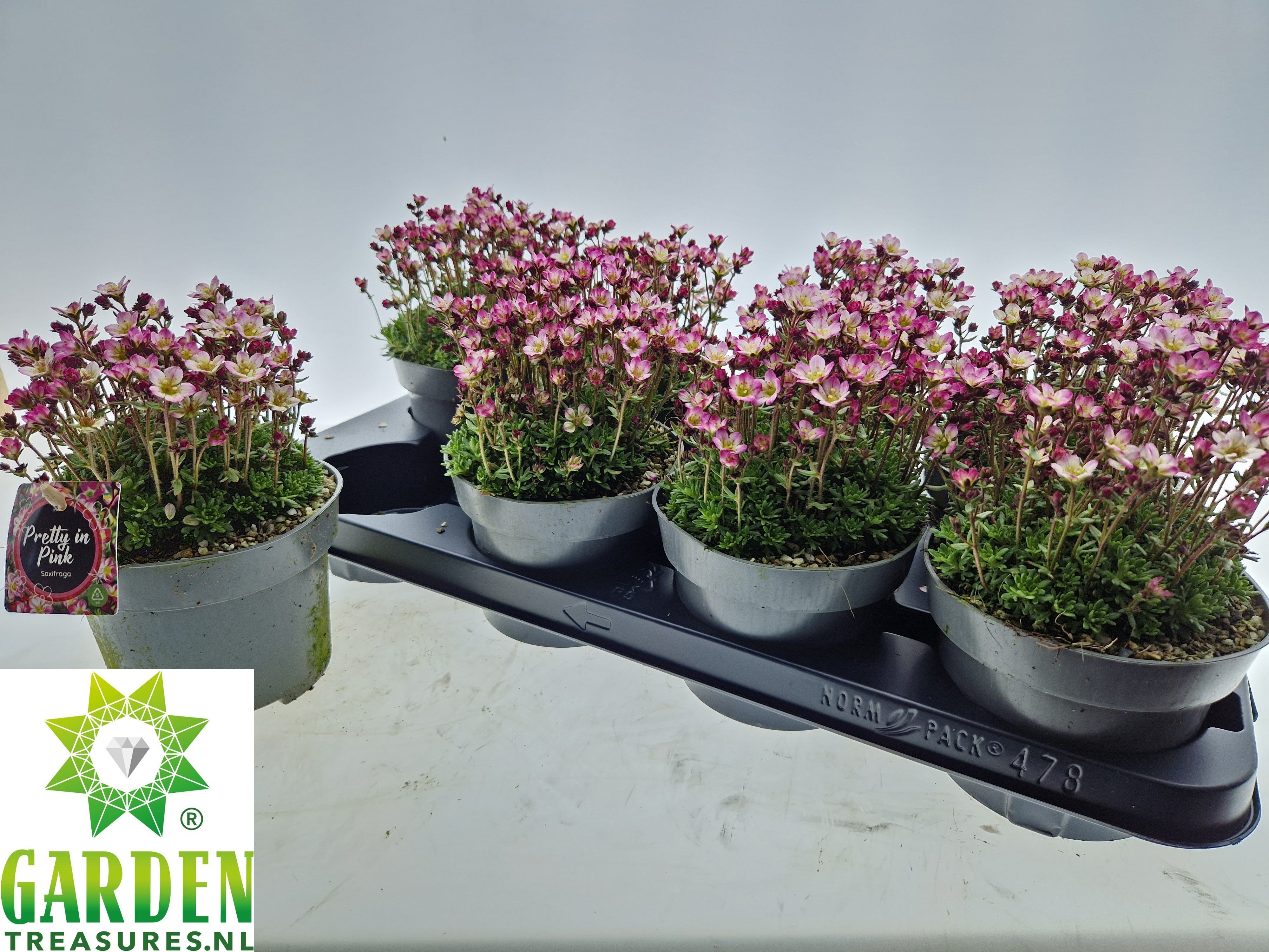 Горшечные цветы и растения оптом Saxif Arendsii от 8шт из Голландии с доставкой по России