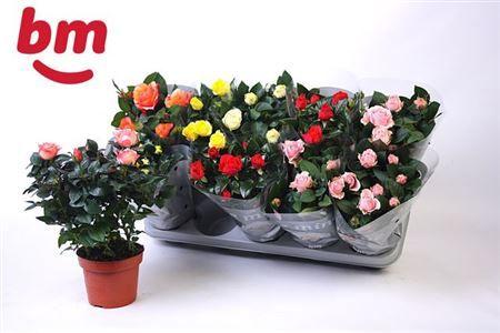 Горшечные цветы и растения оптом Rosa Beau Monde Mix от 10шт из Голландии с доставкой по России