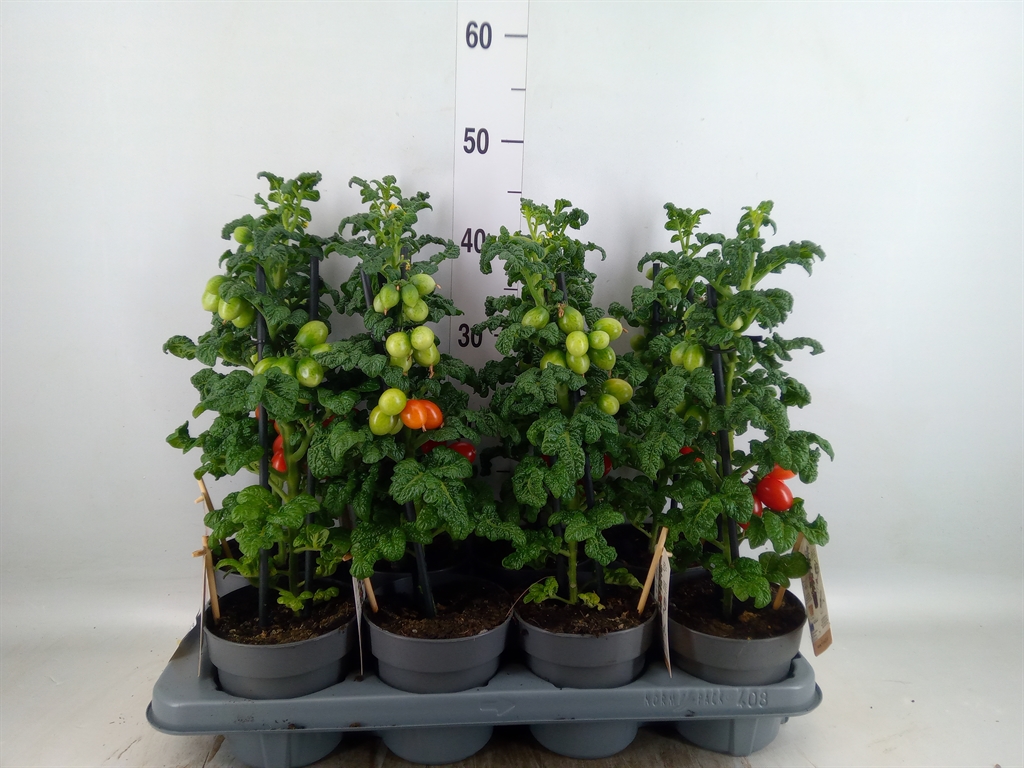 Горшечные цветы и растения оптом Solanum Lycopersicum   ... от 8шт из Голландии с доставкой по России
