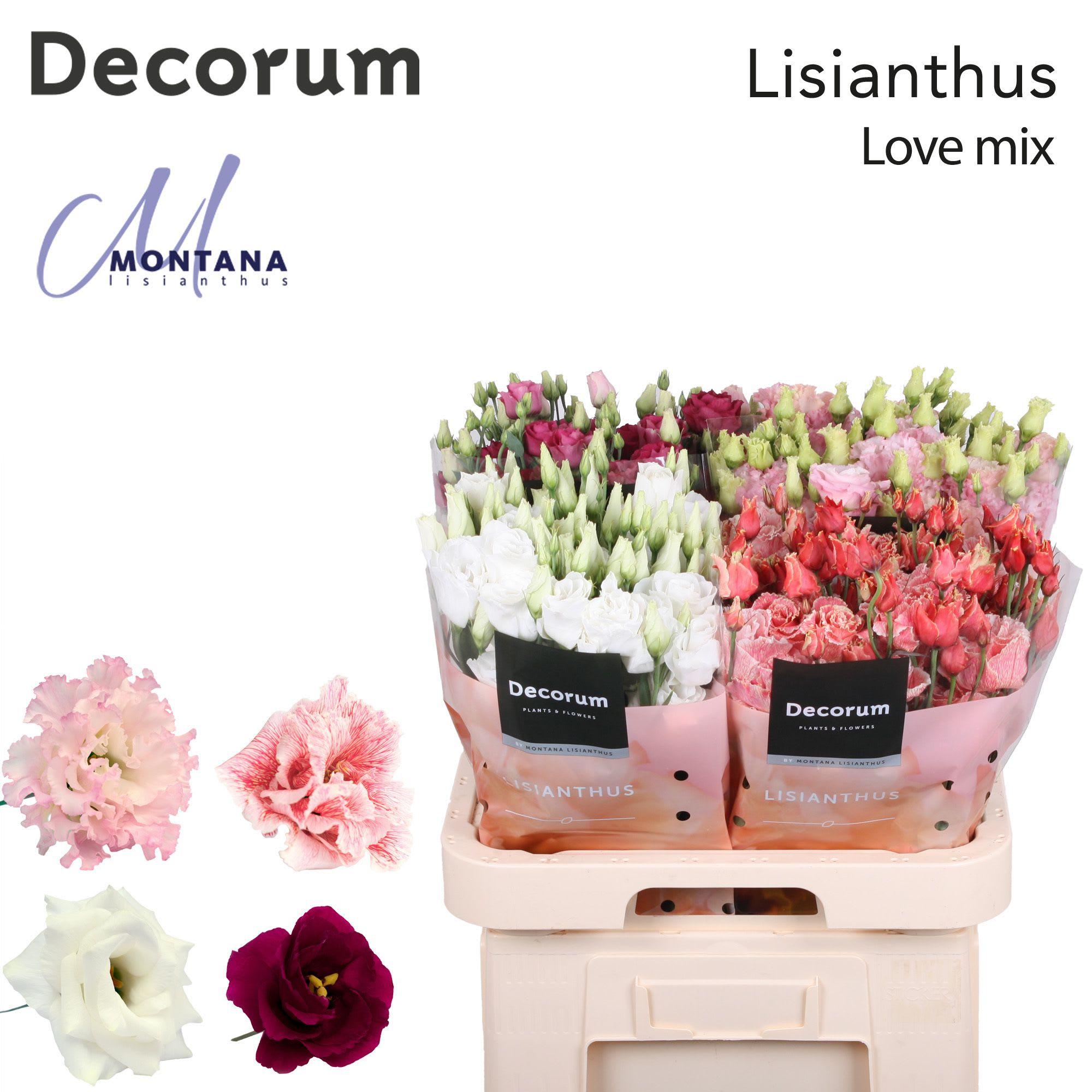 Срезанные цветы оптом Lisianthus do mix in bucket от 40шт из Голландии с доставкой по России