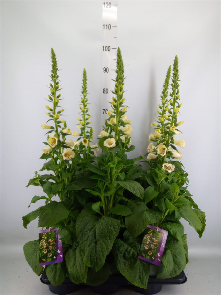 Горшечные цветы и растения оптом Digitalis Purp. от 6шт из Голландии с доставкой по России