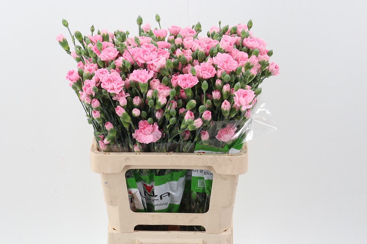 Срезанные цветы оптом Dianthus sp roxanne от 100шт из Голландии с доставкой по России