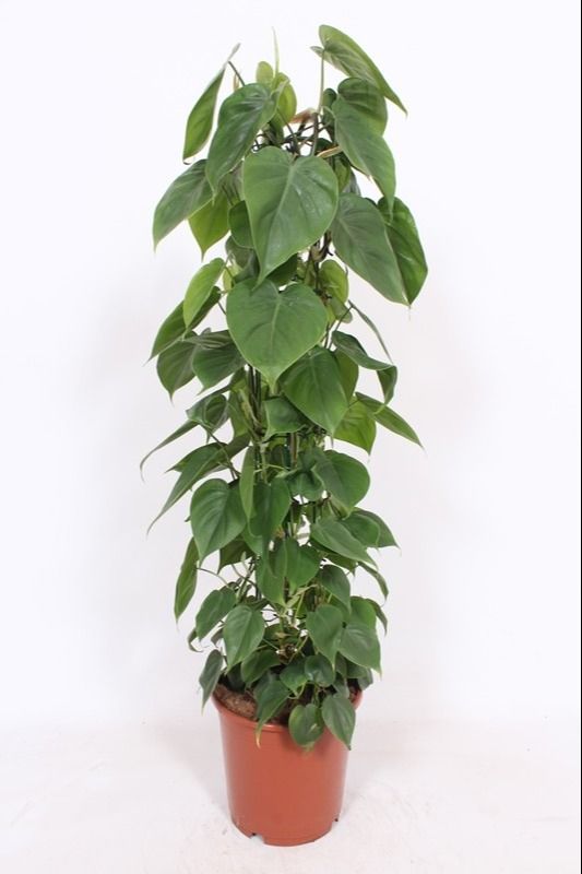 Горшечные цветы и растения оптом Philodendron Scandens от 1шт из Голландии с доставкой по России