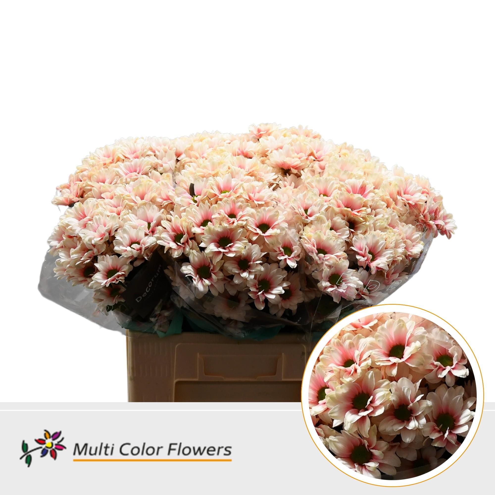 Срезанные цветы оптом Chrys sp paint kennedy soft peach от 40шт из Голландии с доставкой по России