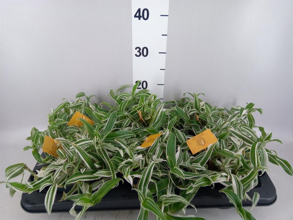 Горшечные цветы и растения оптом Murdannia Loriformis bright Star от 6шт из Голландии с доставкой по России