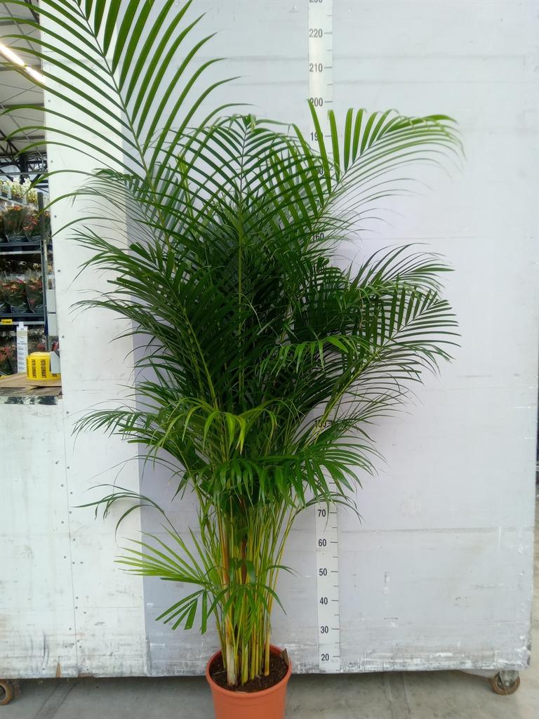Горшечные цветы и растения оптом Dypsis Lutescens   ...chrysalidoca от 1шт из Голландии с доставкой по России