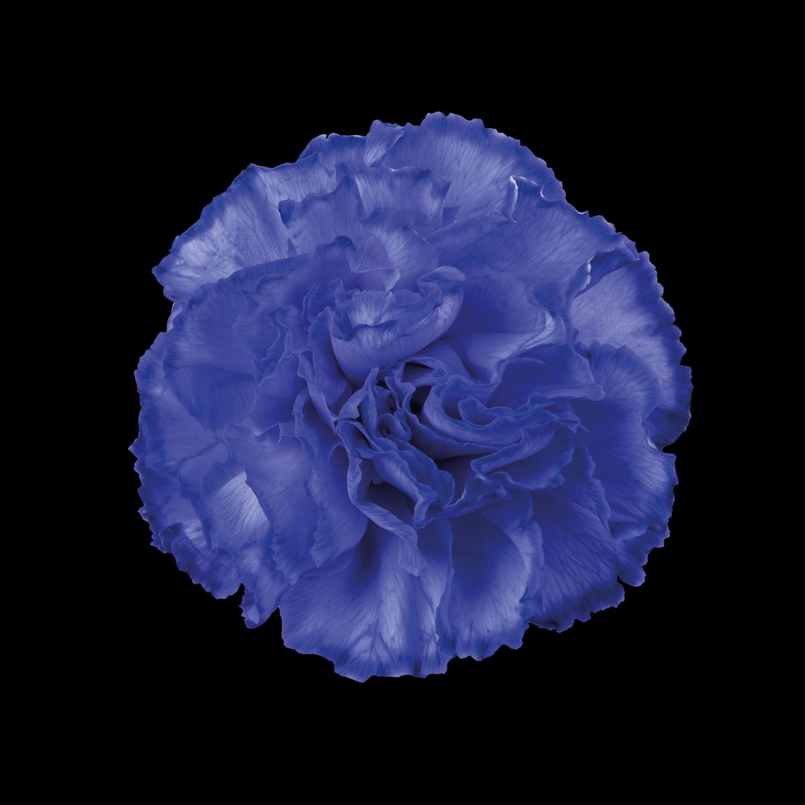 Срезанные цветы оптом Dianthus st paint lilac от 80шт. из Голландии с доставкой по России