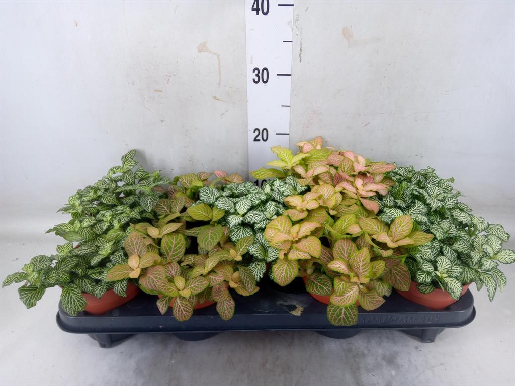 Горшечные цветы и растения оптом Fittonia ...mix от 9шт из Голландии с доставкой по России Горшечные цветы и растения оптом Fittonia ...mix от 9шт из Голландии с доставкой по России