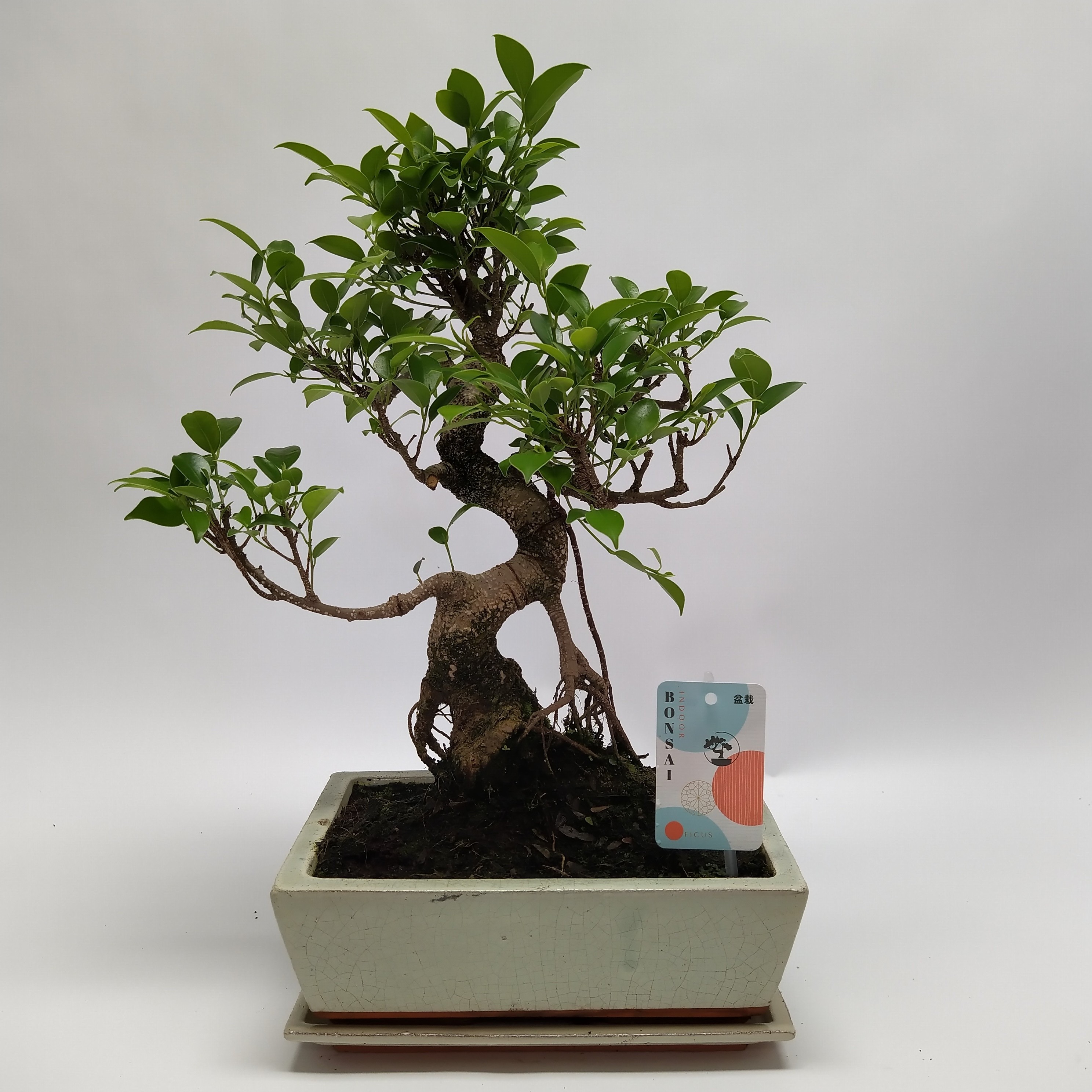 Горшечные цветы и растения оптом Bonsai Ficus Retusa Traditional от 4шт из Голландии с доставкой по России