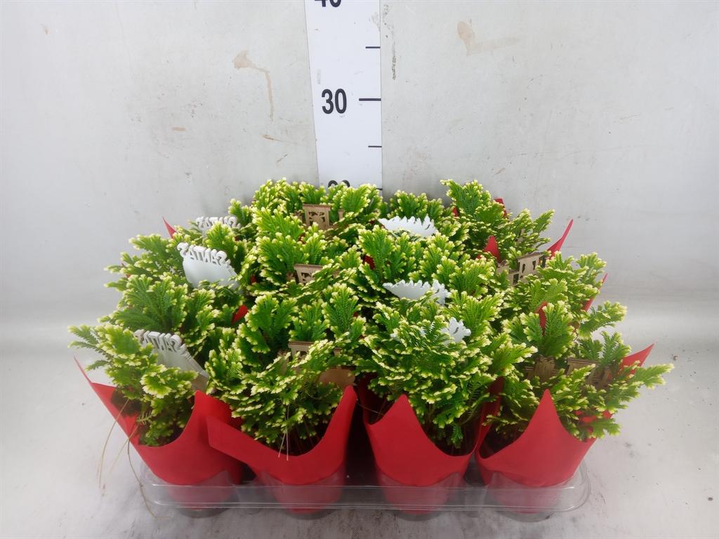 Горшечные цветы и растения оптом Selaginella Jori + Xmas Deco Silver от 12шт (для телеги) из Голландии с доставкой по России