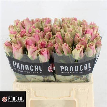 Срезанные цветы оптом Rosa large belle rose от 440шт из Голландии с доставкой по России