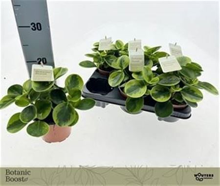 Горшечные цветы и растения оптом Pep Obtusifolia Bicolor от 6шт из Голландии с доставкой по России