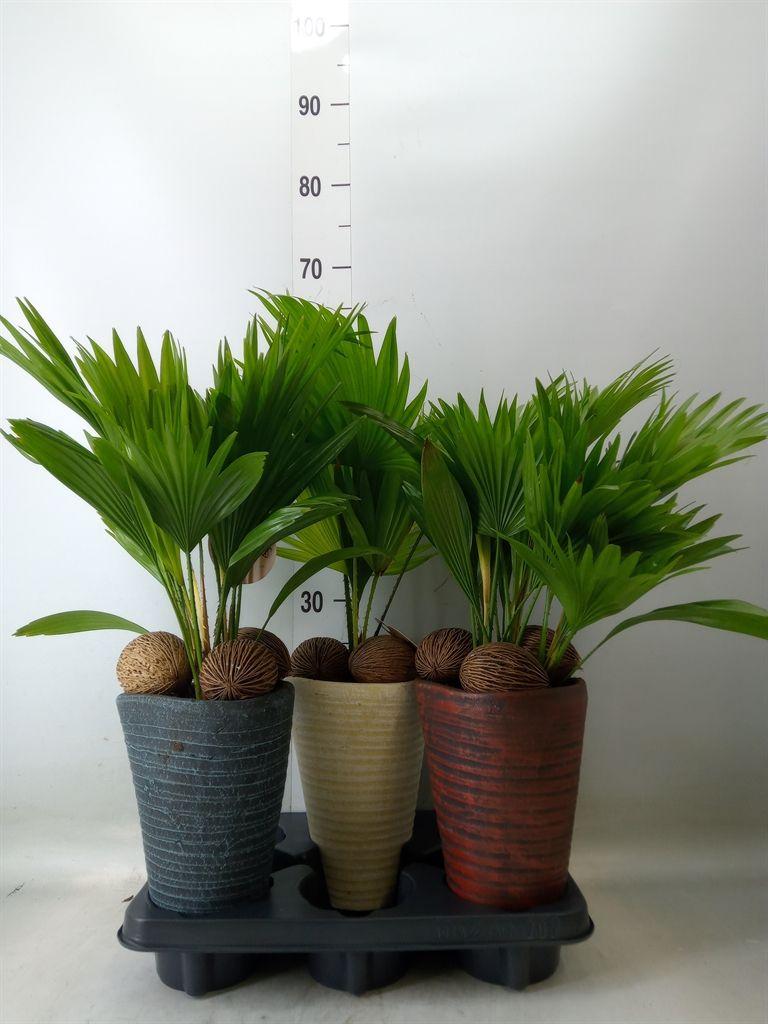Горшечные цветы и растения оптом Livistona Rotundifolia от 3шт из Голландии с доставкой по России